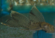 ANCISTRUS SLUIER