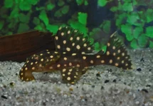 L029 LEPORACANTHICUS GALAXIAS M/L
