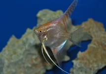 P. SCALARE GOLD M