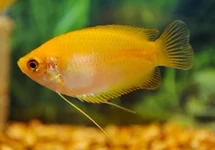 HONINGGOERAMI GOUD