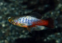 XIPH. VARIATUS NEON RAINBOW M