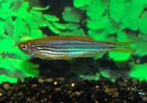 DANIO KYATHIT FIRE RING M