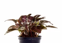 Lagenandra meeboldii 'Red' - PE