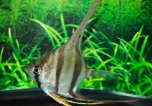 ANGELFISH ALTUM RIO NEGRO