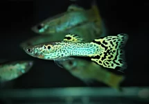 POEC. RET. SNAKESKIN GREEN MALE M