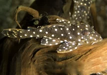L201 ORINOCO ANGEL PLECO