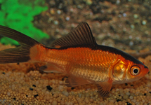 GOUDVIS ROOD/ZWART
