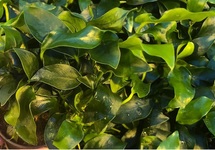 Anubias mini in pot (p5)