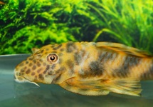 L147 PECKOLTIA SP. COLOMBIA L