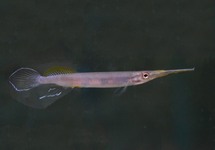 HALFBEAK MALAYA POGONOGNATHUS