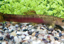 CRIMSON MODDERKRUIPER