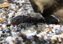 ANCISTRUS SP. L181