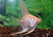 MAANVIS ALBINO
