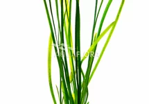 Vallisneria spiralis 'Leopard' - PS