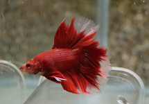 KEMPVIS PLAKAT PLATINUM ROOD MAN