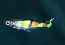 GUPPY ENDLER EL TIGRE MANN