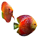 Aquariumvissen