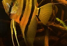 MAANVIS SURINAM RED SPOTTED