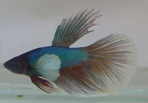 KEMPVIS SUPER DELTA DUMBO EAR MAN