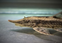 STURISOMA ROBUSTUM XL