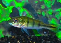 CICHLA MONOCULUS 