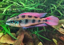 SCHACHBRETTBUNTBARSCH MACULATUS