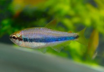 ROYAL TETRA  