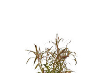 Eustralis stellata in pot (p5)