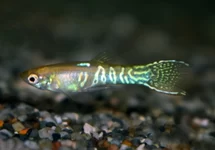 POEC. WINGEI SNAKESKIN GOLD MALE M