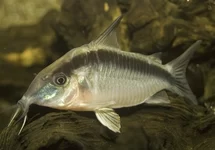 PANTSERMEERVAL ARCUATA