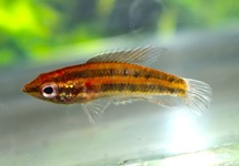 LICORICE GOURAMI ANJUNGANENSIS