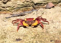 GEOSESARMA SP. IRON FIST M