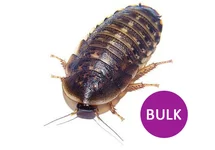 PALEMBUS OCULARIS (BOITE)