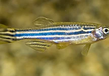 ZEBRADANIO