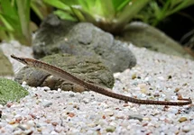 Needlefish