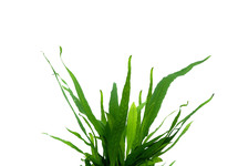 Microsorum pteropus bos met ring