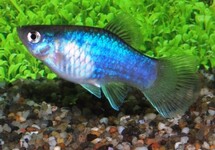 PLATY BLEU