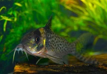 PANTSERMEERVAL DELPHAX