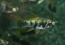 SCHWERTTRÄGER MARMOR