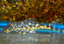 L127 PECKOLTIA LUJANI S