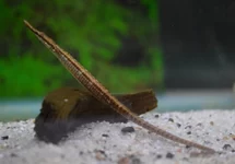 DORYICHTHYS MARTENSII M