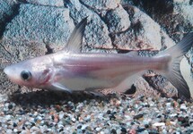 PAROON SHARK CATFISH