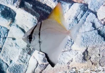 Monodactylus