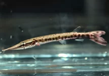 PIKE CHARACIN CUVIERI