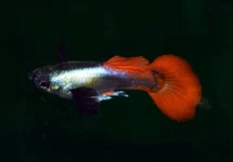 POEC. RET. DUMBO EAR PLATINUM RED MALE S/M