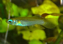 BLAUWOOGJE