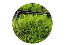 Javamos op stalen net