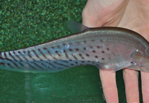 ROYAL KNIFEFISH