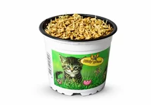 Triticum (kattengras) in pot  (p12)