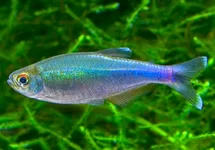 BLAUWE TETRA